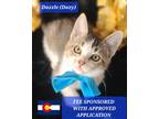 Adopt Dazzle a Domestic Shorthair / Mixed (short coat) cat in Aurora