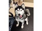 Adopt Nico 40559 a Siberian Husky