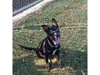 Adopt Chase Gioberti a Black Mixed Breed (Medium) / Mixed dog in Beaumont