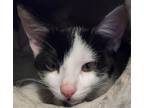 Adopt Gumdrop a Black & White or Tuxedo Domestic Shorthair / Mixed (short coat)