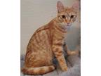 Adopt Apricot Jam a Orange or Red Domestic Shorthair / Mixed (short coat) cat in