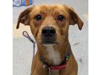 Adopt Puddin a Brown/Chocolate Golden Retriever / American Pit Bull Terrier /