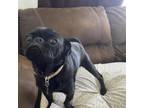 Adopt Chruloo a Black Pug / Mixed Breed (Small) / Mixed dog in Fort Collins