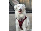 Adopt Pippin a Border Collie, Mixed Breed