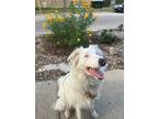 Adopt Pippin a Border Collie, Mixed Breed