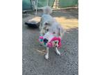 Adopt Pippin a Border Collie, Mixed Breed