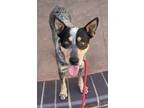 Adopt Bandit a Gray/Silver/Salt & Pepper - with Black Australian Cattle Dog /