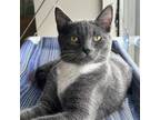 Adopt Sox a Domestic Shorthair cat in Chapel Hill, NC (38878204)