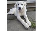 Adopt Marley a Great Pyrenees / Mixed dog in Brooklyn, NY (38824357)