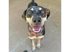 Adopt Bronco a Black Catahoula Leopard Dog / Mixed dog in Tulsa, OK (38777133)
