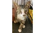 Adopt Dewey a Gray or Blue (Mostly) Domestic Shorthair / Mixed (short coat) cat