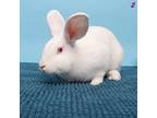 Adopt Dumpling a Other/Unknown / Mixed rabbit in Murray, UT (38862009)