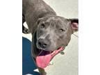 Adopt Cancun a Pit Bull Terrier, Mixed Breed
