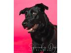 Adopt Artie a Black Labrador Retriever / German Shepherd Dog / Mixed dog in