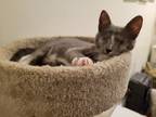 Adopt Ray Charles a Domestic Shorthair / Mixed cat in Pomona, CA (38882524)