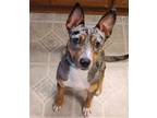 Adopt Trixie a Merle Catahoula Leopard Dog / Mixed dog in greenville