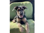 Adopt Mitch a Black - with Tan, Yellow or Fawn Shepherd (Unknown Type) / Mixed
