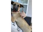 Adopt Moose a Shepherd (Unknown Type) / Mixed dog in greenville, SC (38767823)