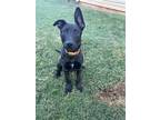 Adopt Barnaby a Black - with White Retriever (Unknown Type) / Mixed dog in