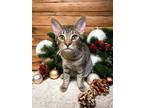 Adopt Freedom a Brown or Chocolate (Mostly) Domestic Shorthair / Mixed (short