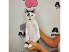 Adopt Wind a White American Shorthair / Mixed cat in Milton, FL (38654737)