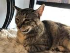 Adopt Jelly Bean a Calico or Dilute Calico Domestic Shorthair / Mixed (short