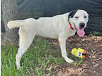 Adopt Maxwell a White Mixed Breed (Large) / Mixed dog in Fernandina Beach