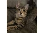 Adopt Wren a Gray, Blue or Silver Tabby Domestic Shorthair cat in New York
