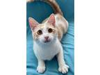 Adopt Griffin a Orange or Red (Mostly) Domestic Shorthair / Mixed (short coat)