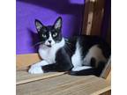Adopt Sarah (Fee Waived) a Domestic Shorthair cat in Alvin, TX (38825520)