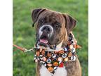 Adopt Goofy a Boxer / Mixed dog in San Diego, CA (38618231)