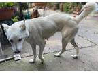 Adopt Icy a White German Shepherd Dog / Mixed dog in Memphis, TN (38875240)