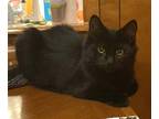 Adopt Magic N a All Black Domestic Shorthair / Mixed (short coat) cat in