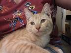 Adopt Tybalt (GD) a Orange or Red (Mostly) Domestic Shorthair / Mixed (short