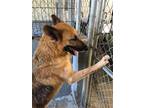 Adopt Twana a Tan/Yellow/Fawn - with Black German Shepherd Dog / Mixed dog in