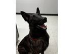 Adopt Wylie - adoption pending a Dutch Shepherd / Mixed dog in Palm Harbor