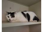 Adopt Snowball a Domestic Short Hair