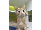 Adopt Milo a Orange or Red Tabby Domestic Shorthair / Mixed cat in Youngsville