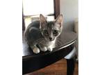 Adopt Harlow a Brown Tabby Domestic Shorthair / Mixed cat in Phillipsburg
