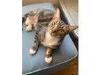 Adopt Jezzybell a Domestic Longhair / Mixed cat in Des Moines, IA (38634379)