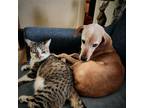 Adopt Geneva a Catahoula Leopard Dog / Labrador Retriever / Mixed dog in Des