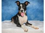 Adopt Chesley a Terrier (Unknown Type, Medium) / Mixed dog in Des Moines