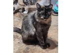 Adopt Bingo (Texas Only) a Domestic Mediumhair / Mixed cat in Des Moines