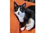 Adopt E.A. Poe a Black & White or Tuxedo Domestic Shorthair / Mixed cat in Des