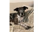 Adopt Juniper a Catahoula Leopard Dog / Labrador Retriever / Mixed dog in Des