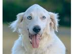 Adopt Charlie a Australian Shepherd / Mixed dog in Des Moines, IA (38888097)