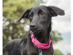 Adopt Tennessee a Black Labrador Retriever / Standard Schnauzer / Mixed dog in