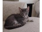 Adopt Tubby a Domestic Shorthair / Mixed cat in Des Moines, IA (38634375)