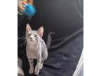 Adopt Littles a Domestic Shorthair / Mixed cat in Des Moines, IA (38634376)