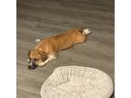 Adopt Alaric a Basset Hound / Terrier (Unknown Type, Medium) / Mixed dog in Des